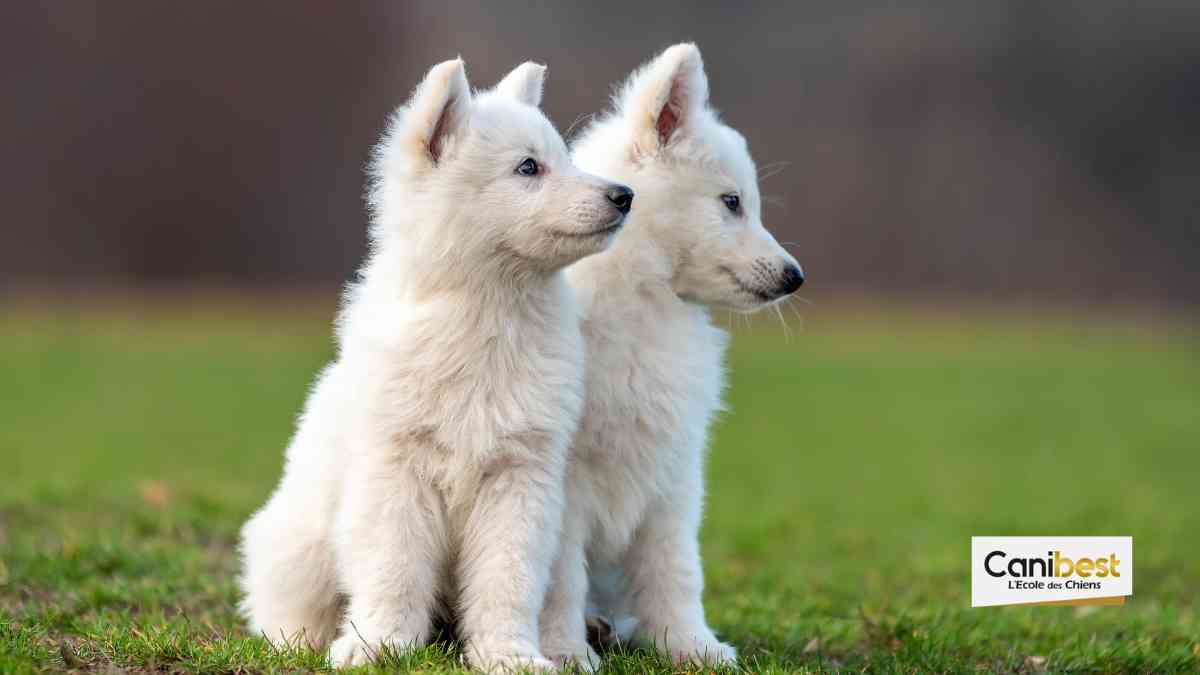 Noms de chiens en M - Mâle ou femelle