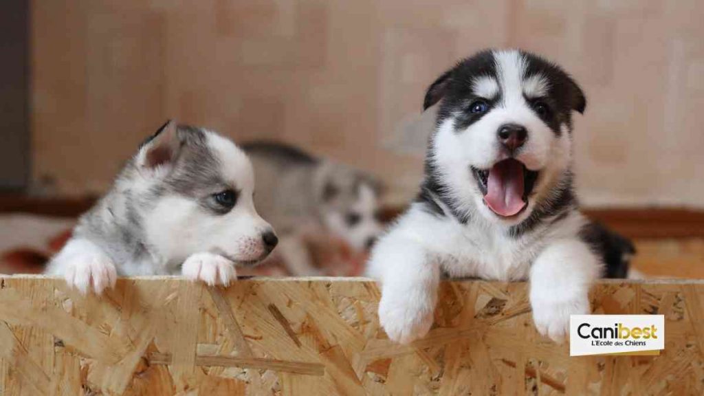 Noms de chiens en N - Mâle ou femelle