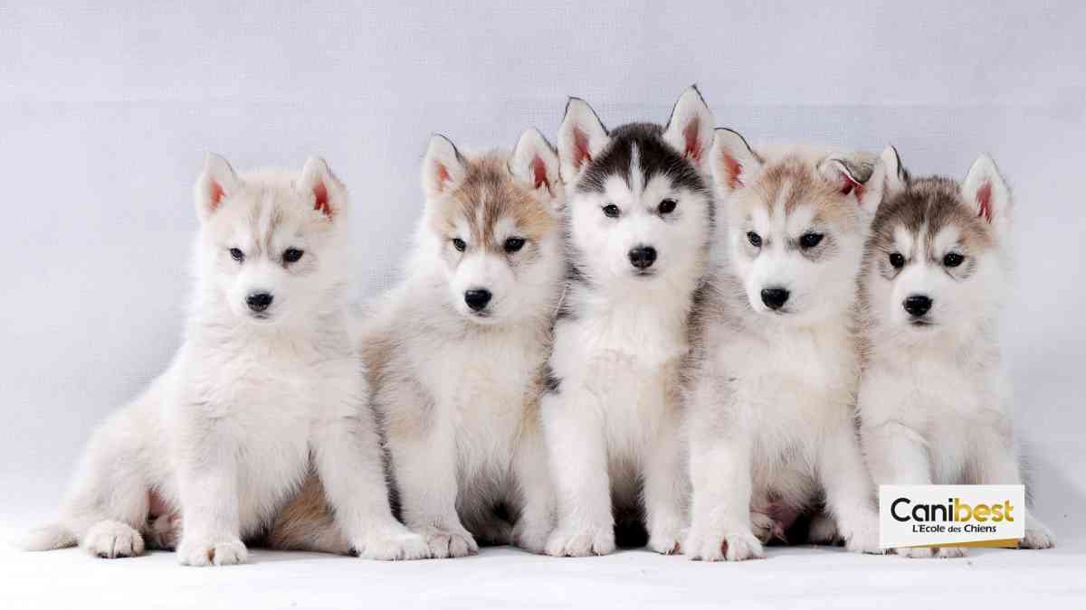 Noms de chiens en R - Mâle ou femelle