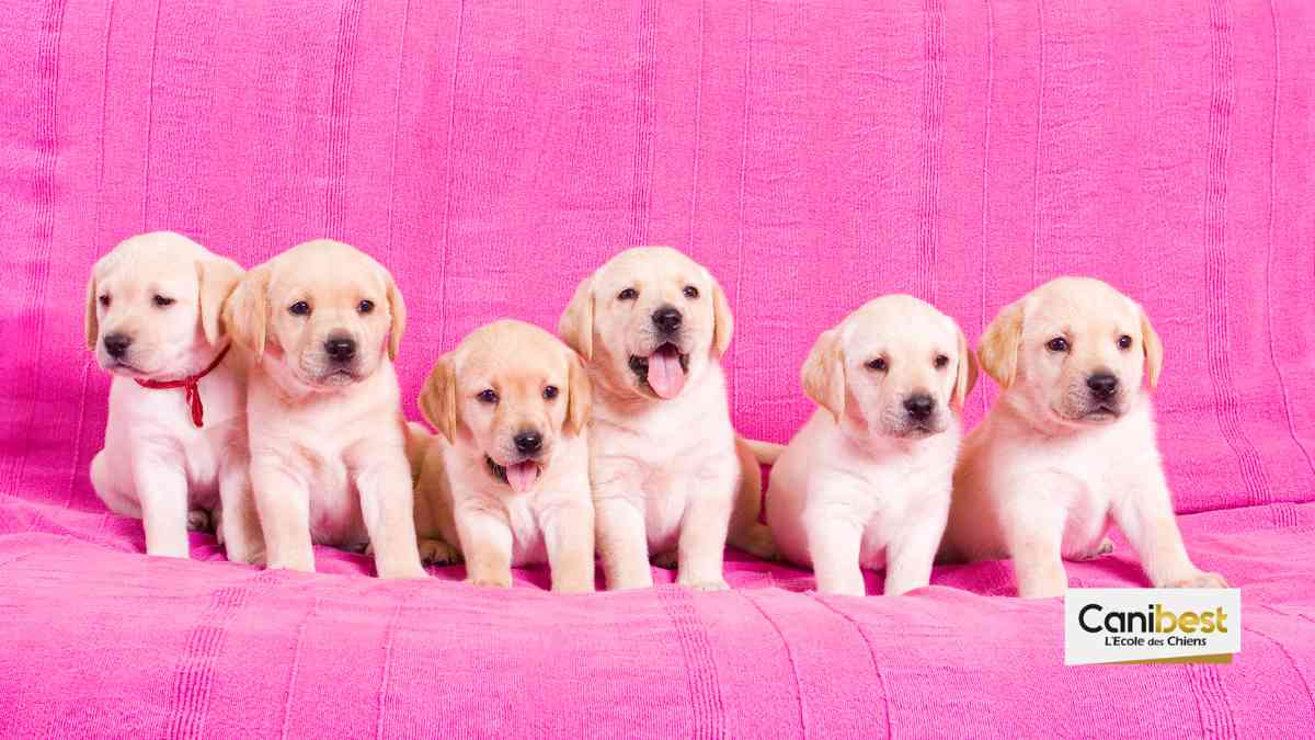 Noms de chiens en S - Mâle ou femelle