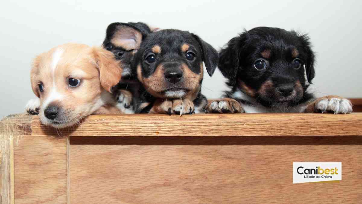 Noms de chiens en T - Mâle ou femelle