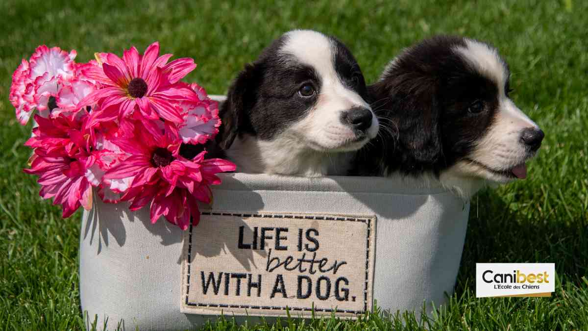 Noms de chiens en U - Mâle ou femelle