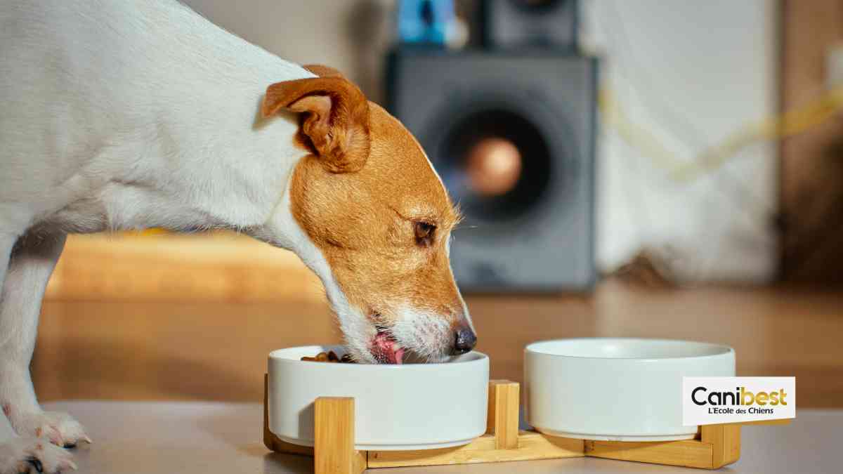 Pâtée pour chien - la nourriture en boite pour animaux