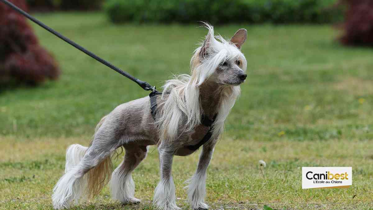 Pédigrée du chien et sa confirmation