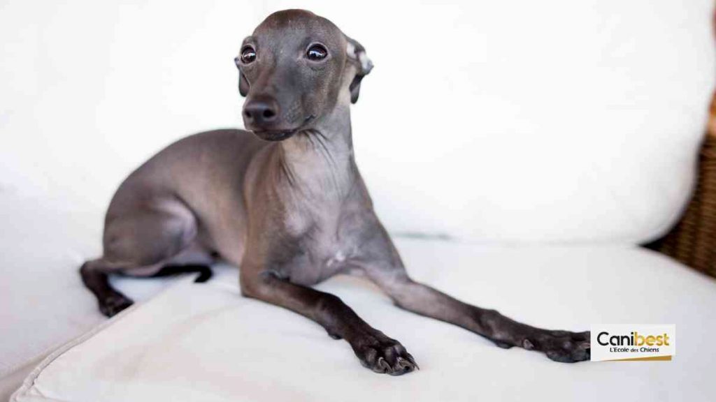 Petit Lévrier Italien