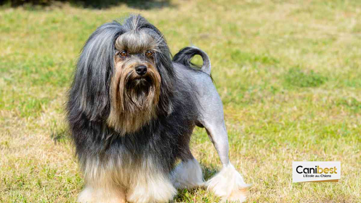 Petit chien lion – race de chien et chiot