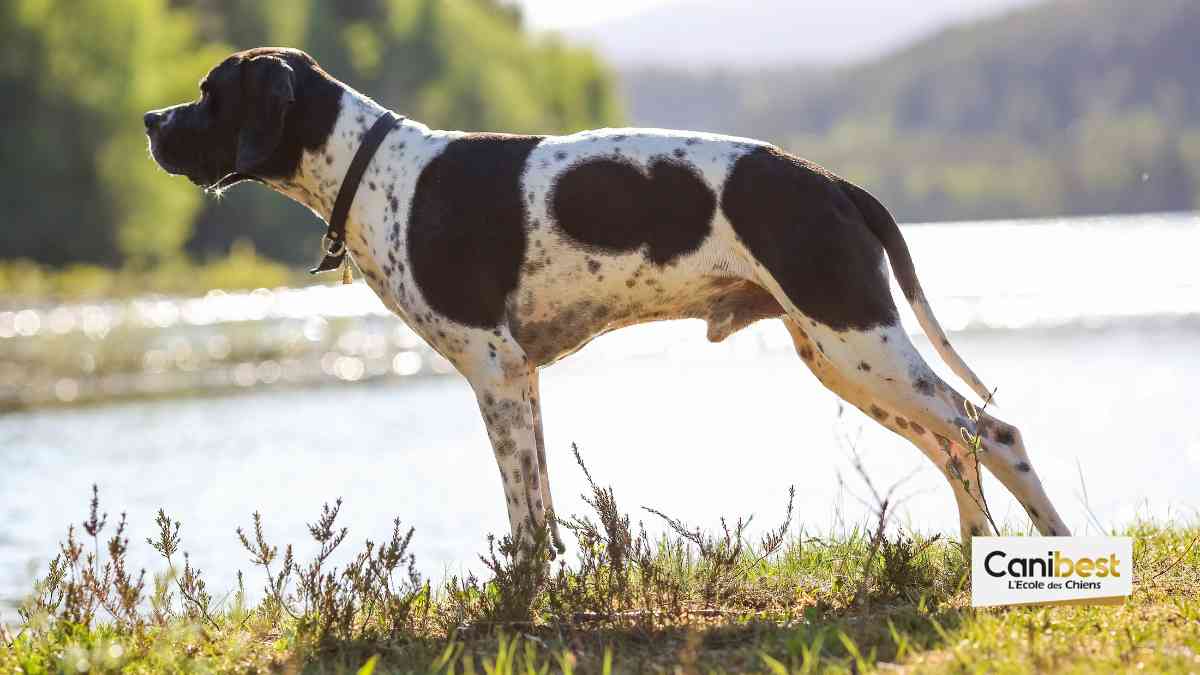 Pointer Anglais - race de chien et chiot
