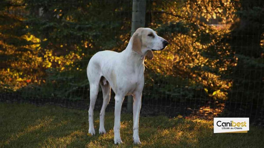 Porcelaine – race de chien et chiot