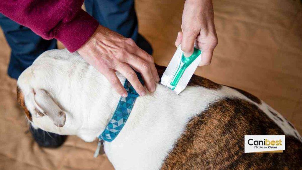 Protéger son chien contre les puces