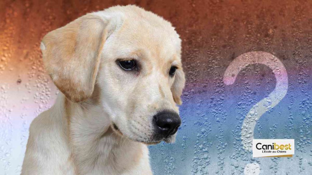 Sélectionner Questions fréquentes sur l’éducation des chiens Questions fréquentes sur l’éducation des chiens