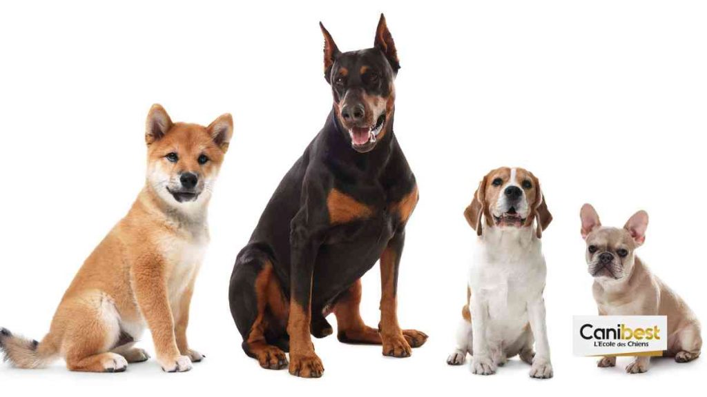 Quiz races de chien : Quelle race me correspond le mieux ?