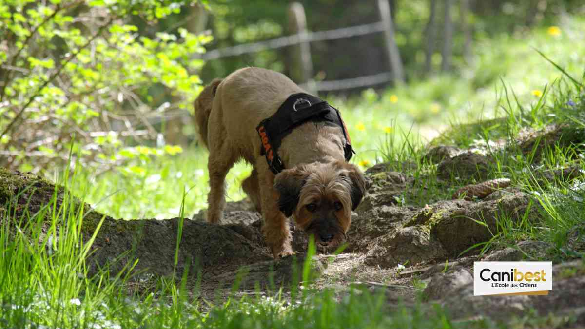 RCI ou Règlement Concours International - sport canin