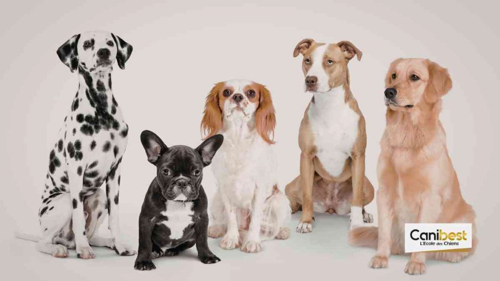 Races de chiens non reconnues