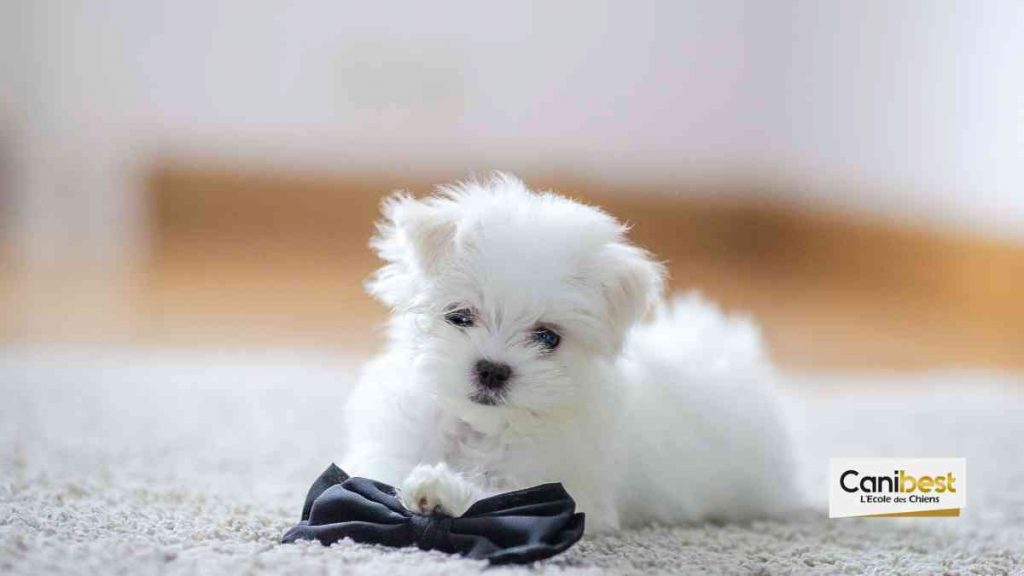 Rendre un chiot propre