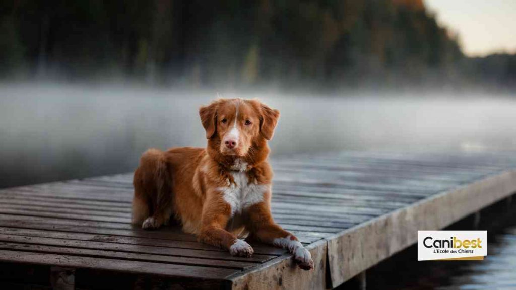 Retriever de Nouvelle Ecosse