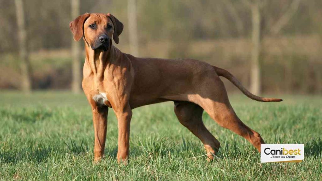 Rhodésian Ridgeback