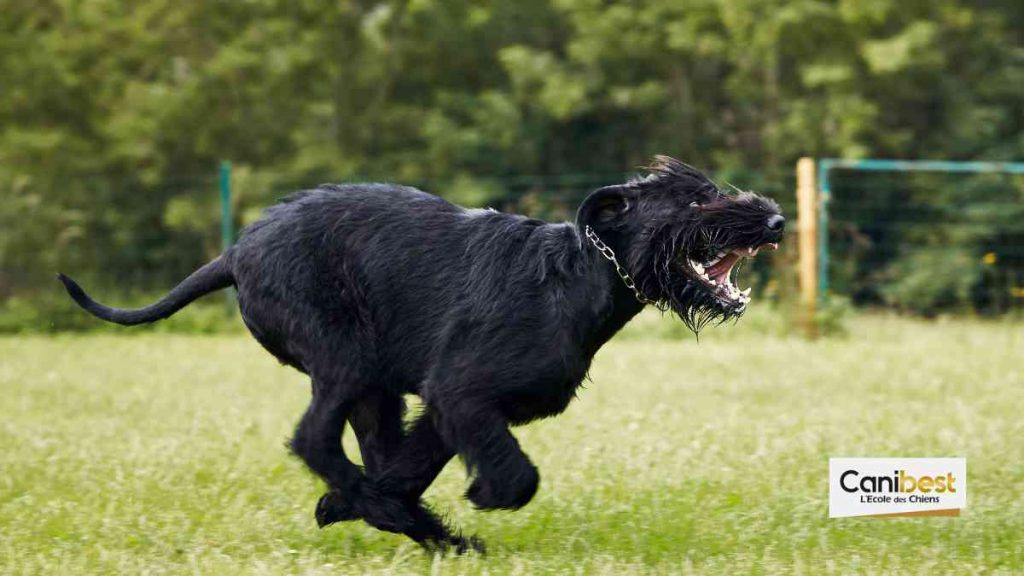 Ring – sport canin