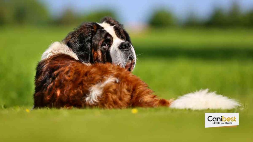 Saint-Bernard