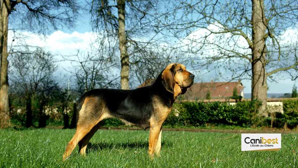 Saint-Hubert ou Bloodhound