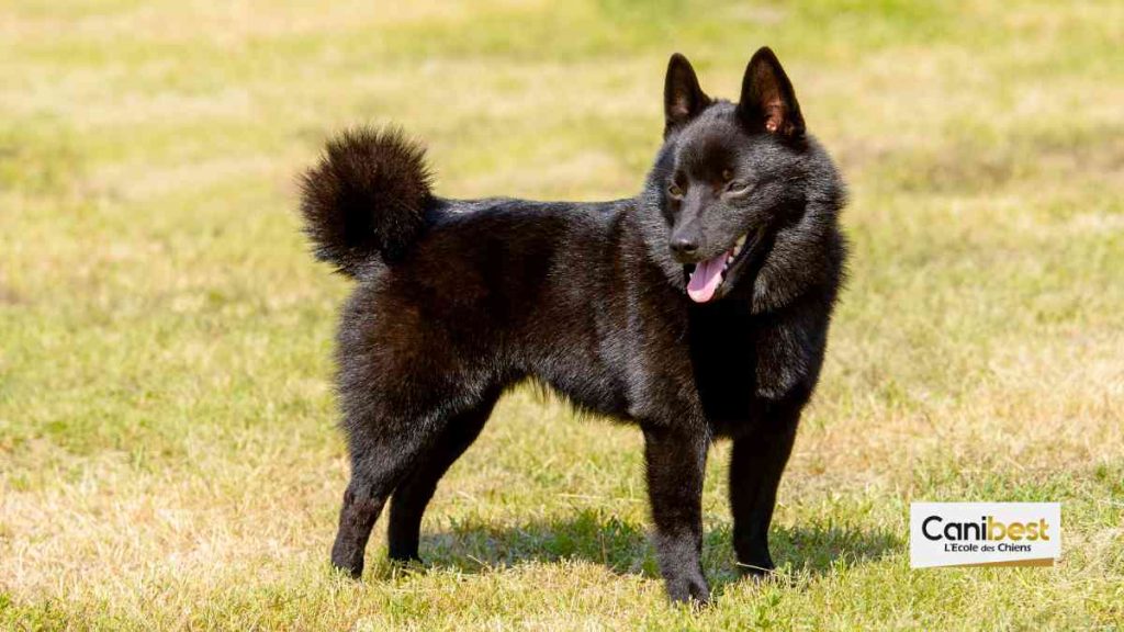 Schipperke