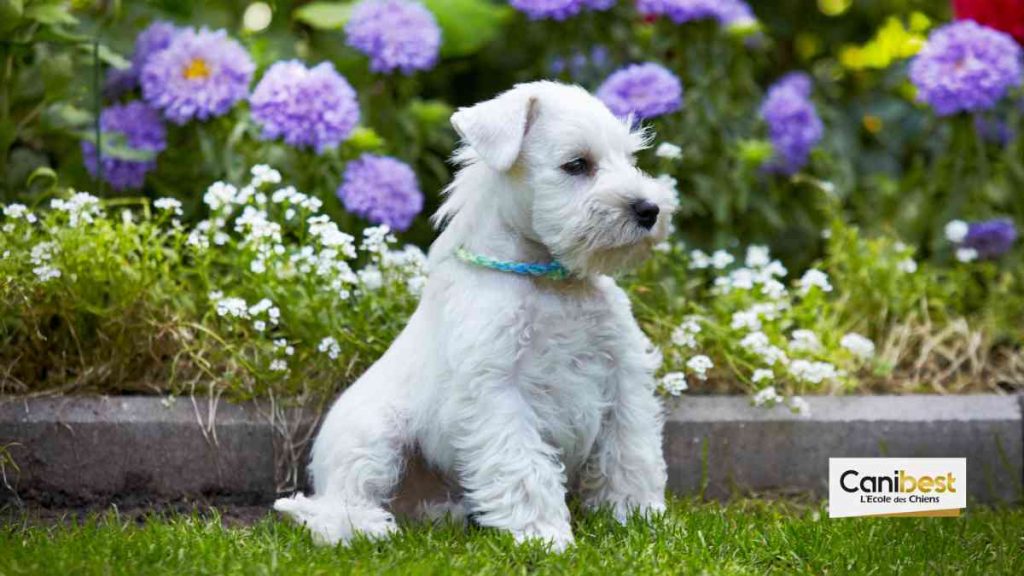 Schnauzer nain blanc