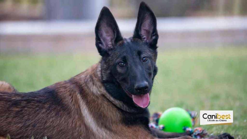Se séparer de son chien sans l'abandonner 