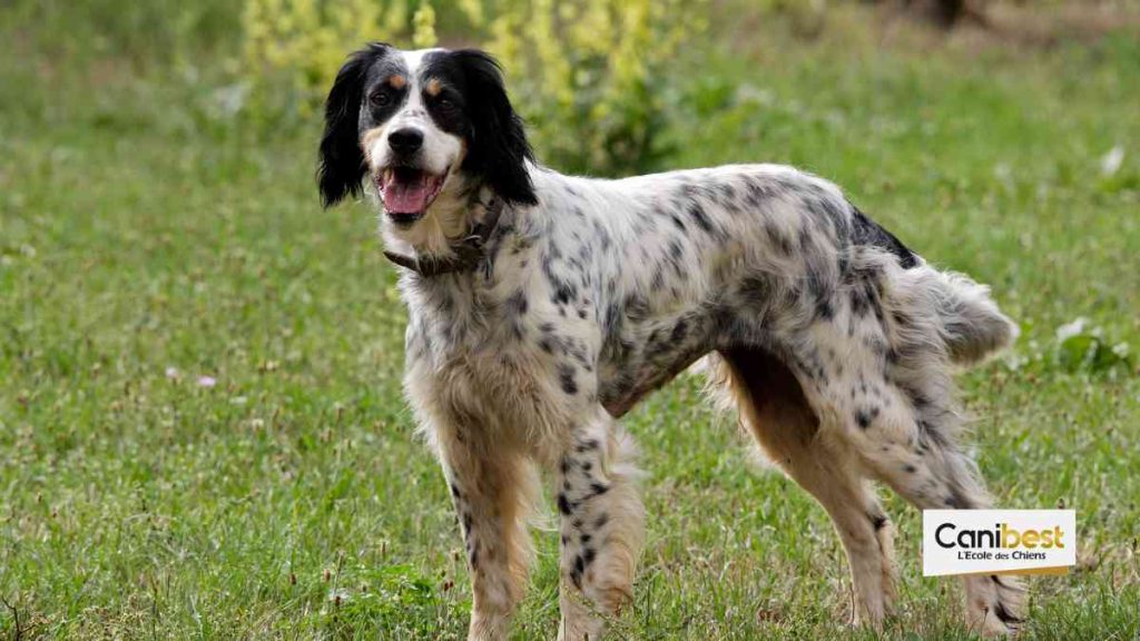 Setter anglais - race de chien et chiot