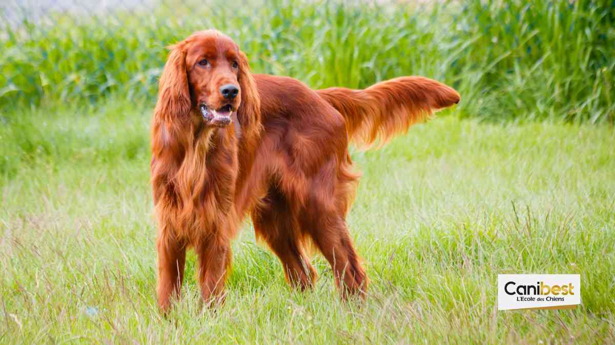 Setter irlandais - race de chien et chiot