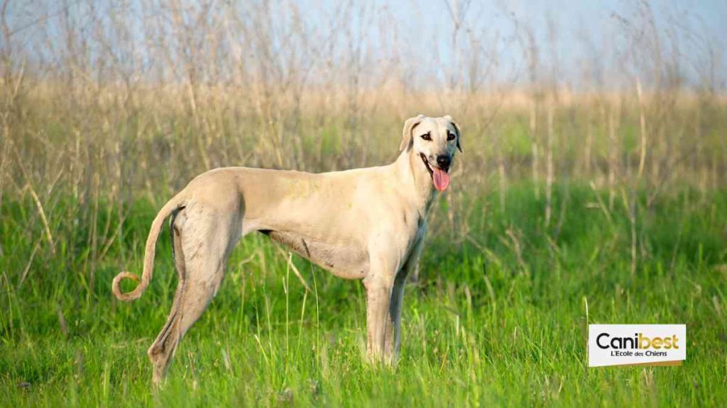 Sloughi - race de chien et chiot