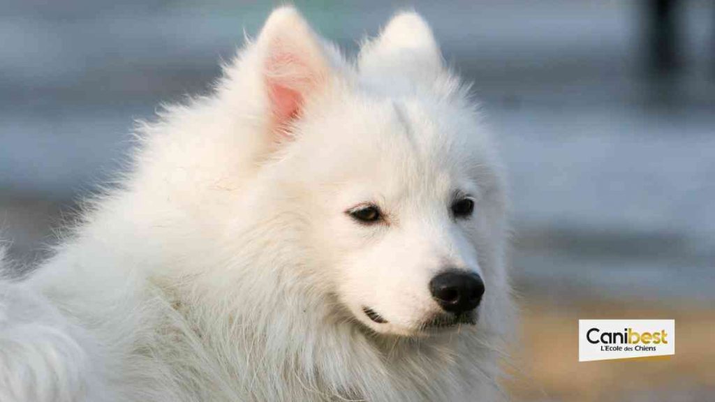 Spitz japonais - race de chien et chiot
