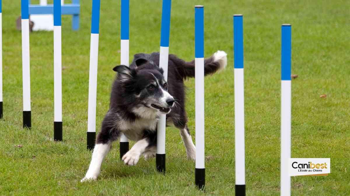 Sport canin _ l'agility