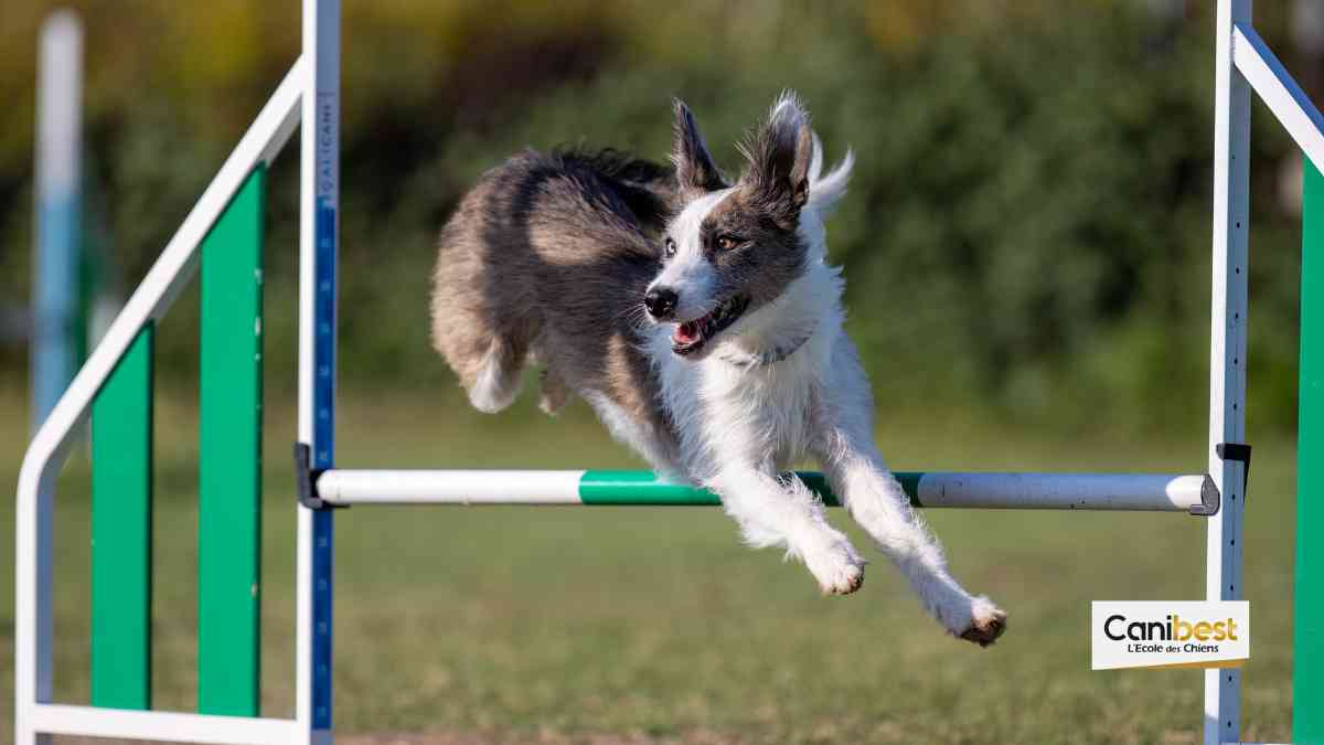 Sport canin _ l'agility