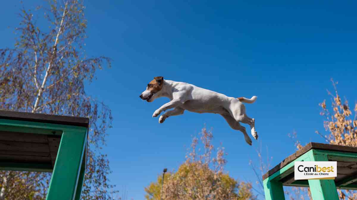 Sport canin _ le parkour canin