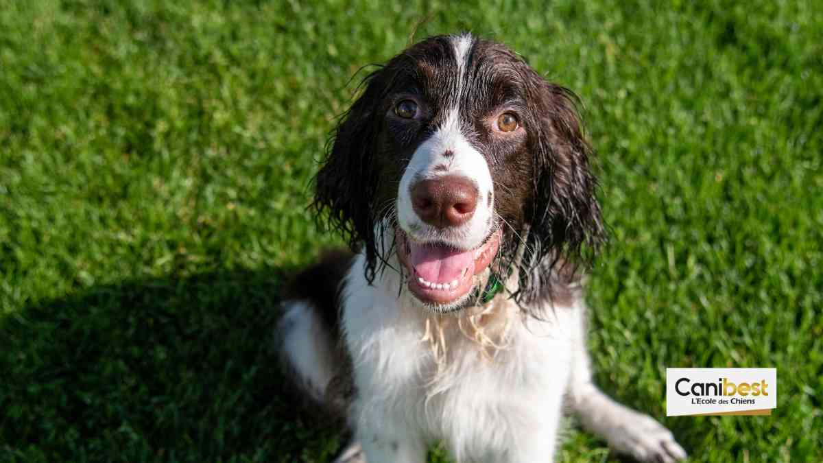 Springer Anglais - race de chien et chiot