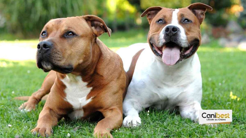 Staffordshire Bull Terrier, Staffie ou Staffy - race de chien et chiot