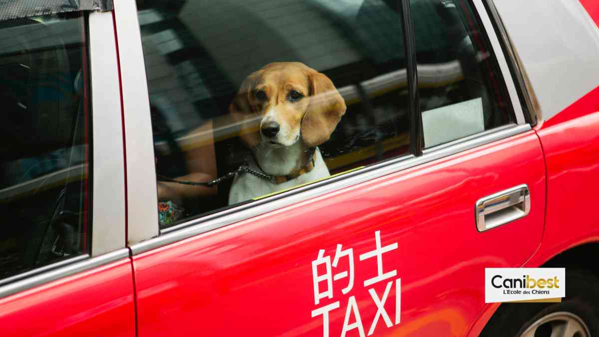 Taxi animalier