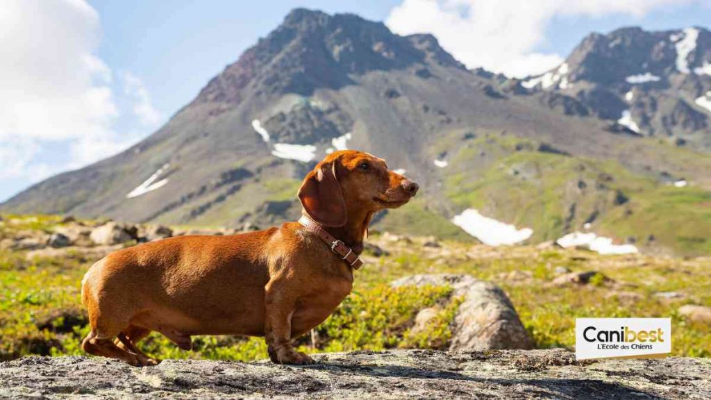 Teckel – race de chien et chiot