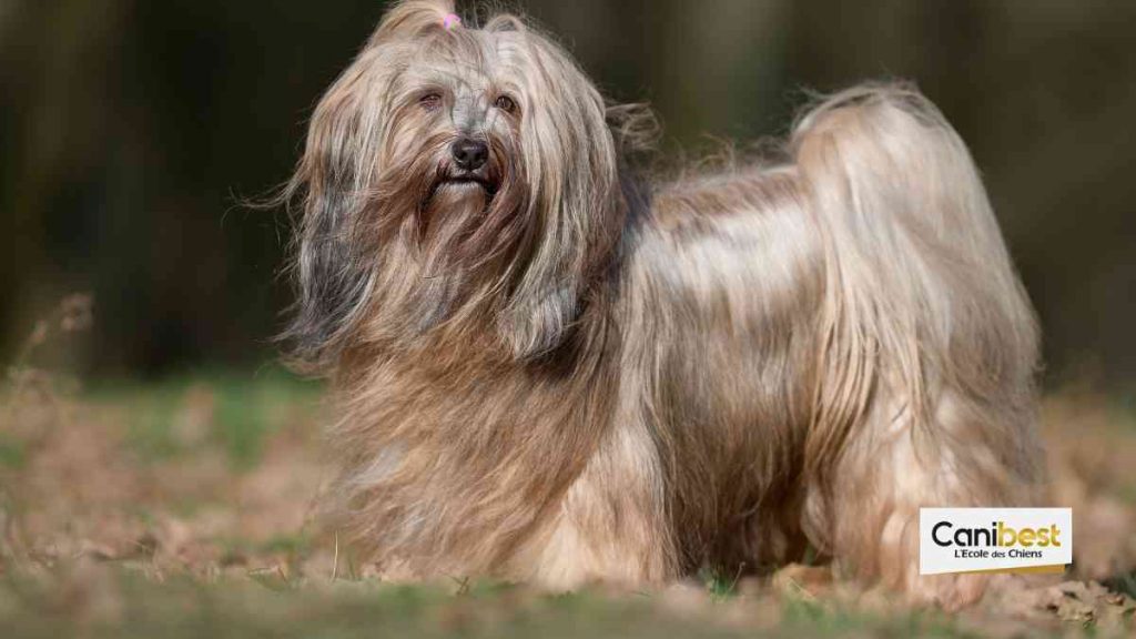 Terrier Tibétain, terrier du tibet ou Dhoki Apso