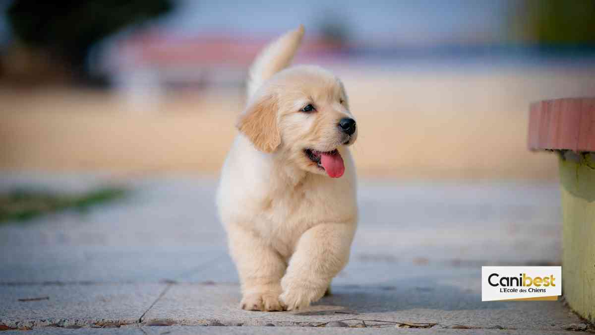 Test de Campbell pour connaître le caractère d’un chiot