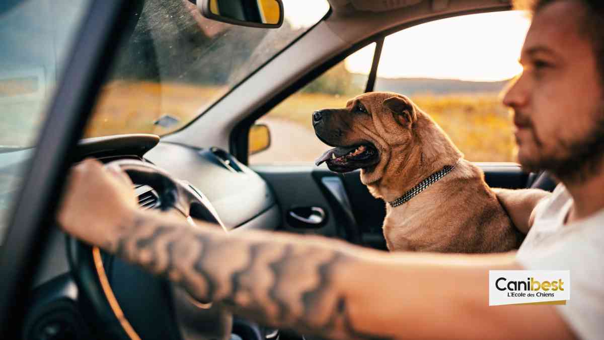 Voyager avec son chien en voiture