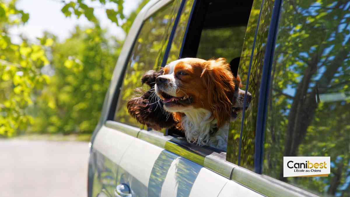 Voyager en voiture avec chien