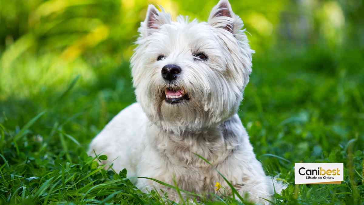 West Highland White Terrier