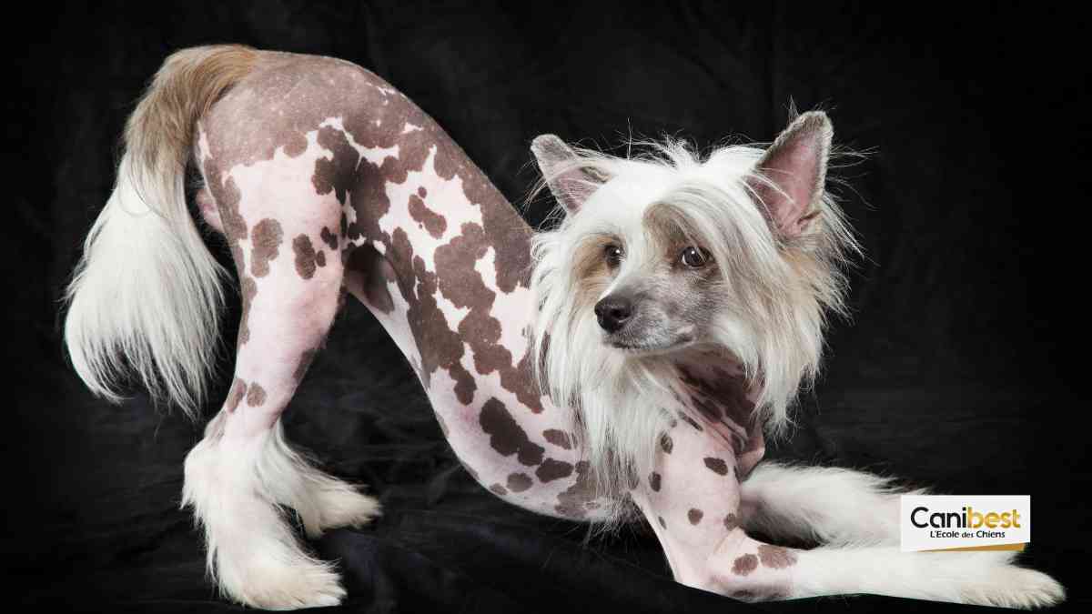 chien chinois à crête ou chien nu