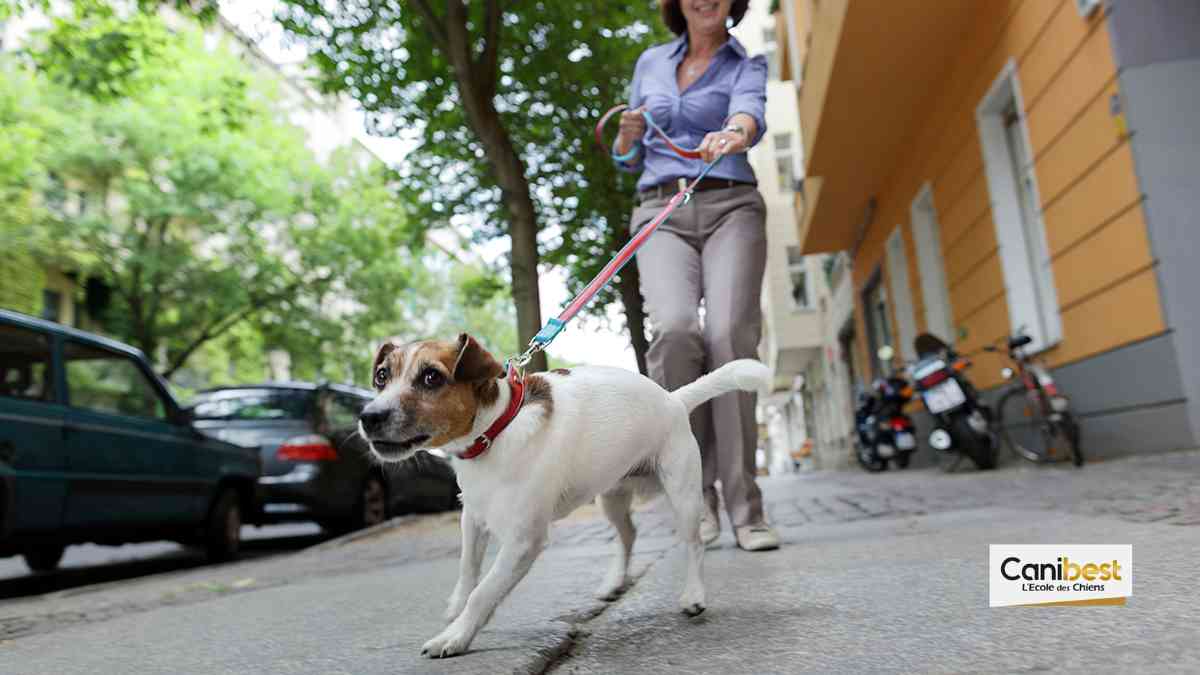 éducateur canin comportementaliste à Vincennes et dans le Val de Marne (94)