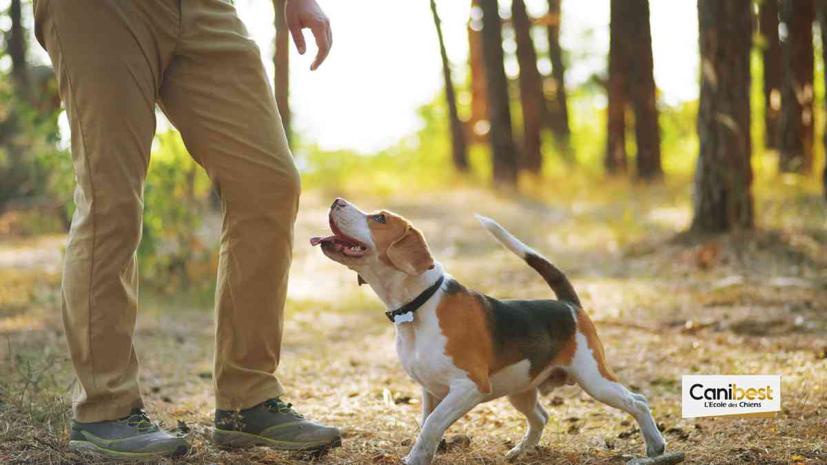 educateur-canin-dressage-77-seine-et-marne