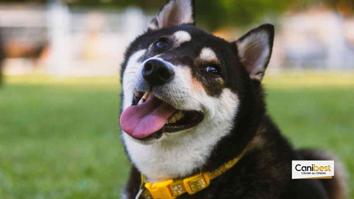 le 6eme sens du chien