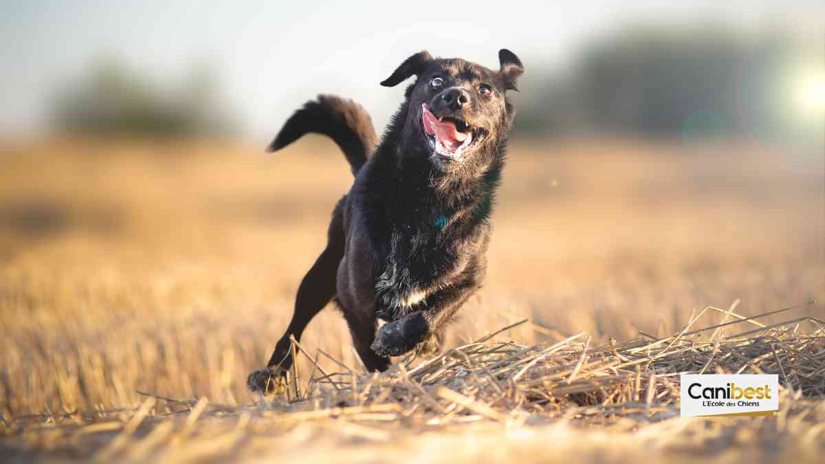 le chien hypersensible ou HSHA