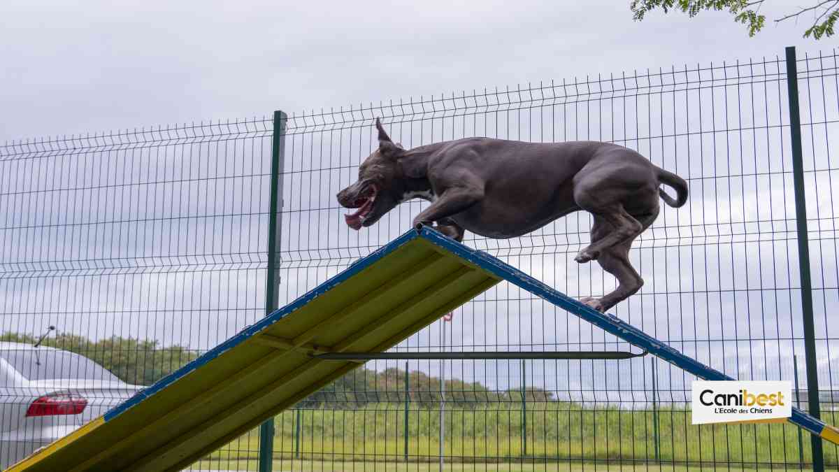 le yamakasi pour chien