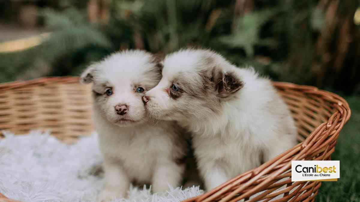 noms de chiens en G - Mâle ou femelle