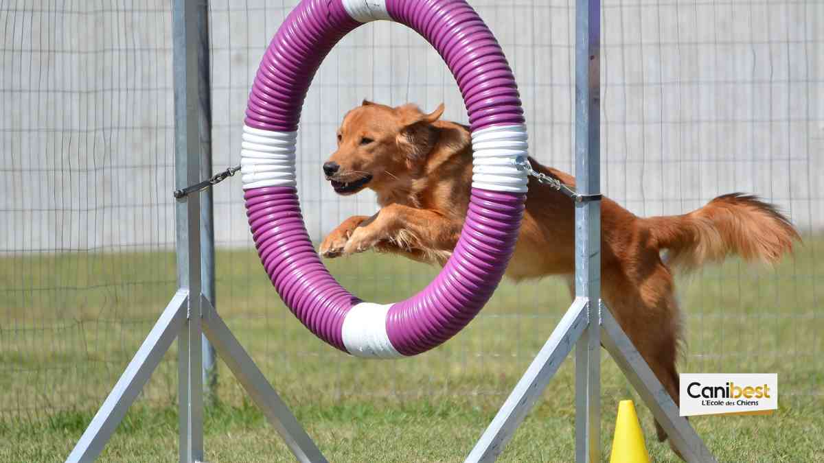 obstacle d'agility pour chien